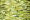 3052 Glamour Green