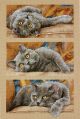 Dimensions Max the Cat Counted Cross Stitch Kit